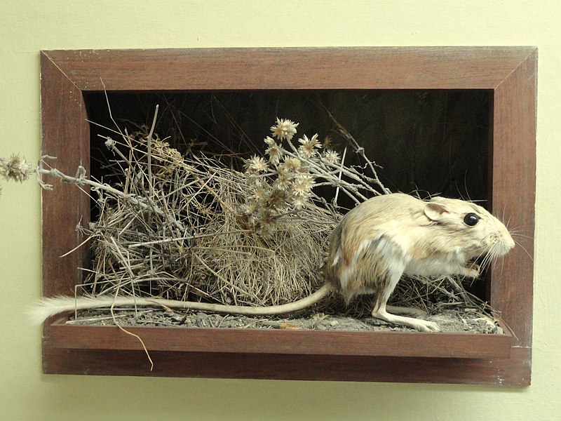 File:Dipodomys venustus santiluciae - Pacific Grove Museum of Natural History - DSC06626.JPG