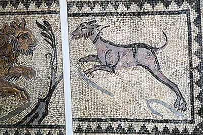 Mosaïque antique représentant un chien chassant le lion.