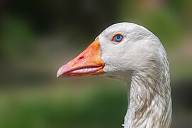 Domesticated goose head, Chaguaramal, Venezuela.jpg