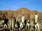 Donkeys Posing (23542882914).jpg