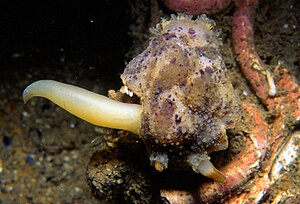 Nudibranchia: Étymologie, Description, Écologie et comportement