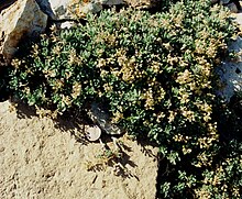 Draba ramulosa buah dtait lg.jpg