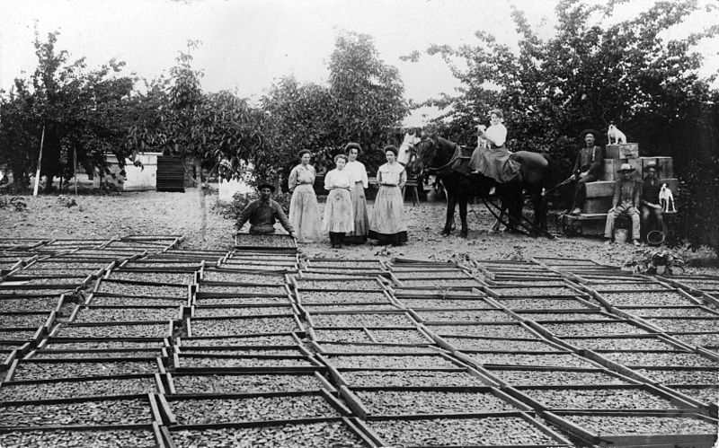 File:Drying apricots on the George Fox Ranch, Tustin, circa 1910.jpg