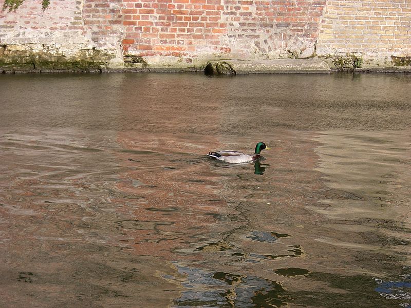 File:Duck on Cam 2008-04-01.jpg