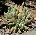 Dudleya anomala