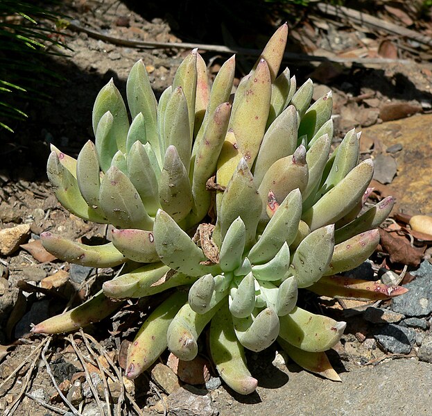 File:Dudleya anomala 1.jpg