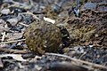 Dung Beetle making a dung ball 08.jpg