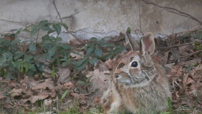 Eastern Cottontail (Sylvilagus floridanus)