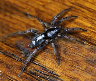 <i>Herpyllus</i> Genus of spiders