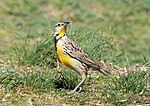 Thumbnail for File:Eastern meadowlark in CP (60132).jpg