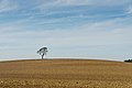 Solitärer Baum Ebersbach