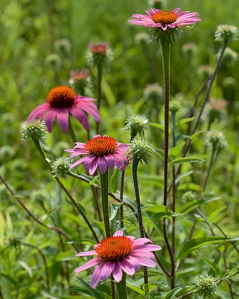 File:Echinacea purpurea Grandview Prairie.jpg