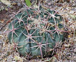 Teksasinis ežiakaktusis (Echinocactus texensis)