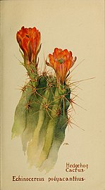 Echinocereus polyacanthus by Margaret Neilson Armstrong.jpg