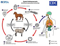 Lifecycle of Echinococcus Echinococcus gran LifeCycle lg.jpg