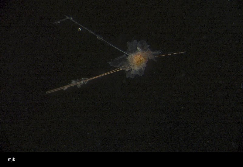 File:Echinoidea (USNM 1448822) 001.jpeg