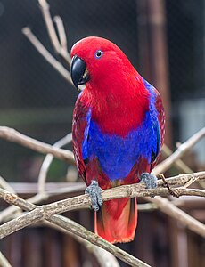 A female eclectus parrot