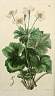 Edwards' botanical register, or, Ornamental flower-garden and shrubbery .. (1829-1847) (20552753824).jpg