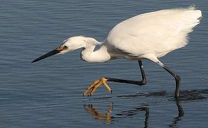 Aigrette neigeuse (Garza) également présente dans ces bañados.