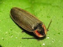 Elateroidea - Ellychnia corrusca.jpg