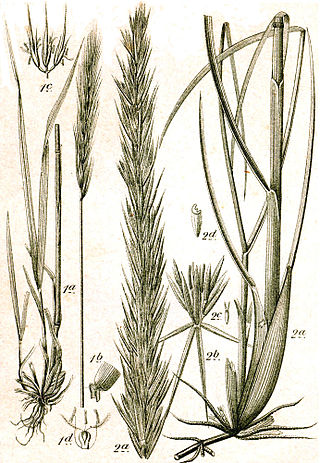 <i>Heteranthelium</i> Genus of grasses