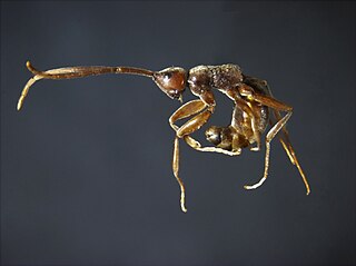 <i>Embolemus ruddii</i> Species of wasp