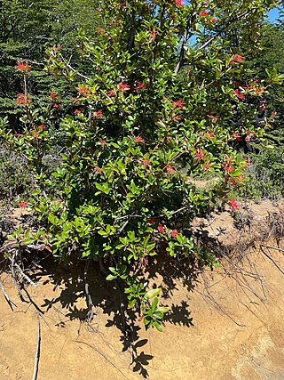 <i>Embothrium</i> Genus of trees