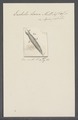 Enchelis larva - - Print - Iconographia Zoologica - Special Collections University of Amsterdam - UBAINV0274 113 13 0018.tif