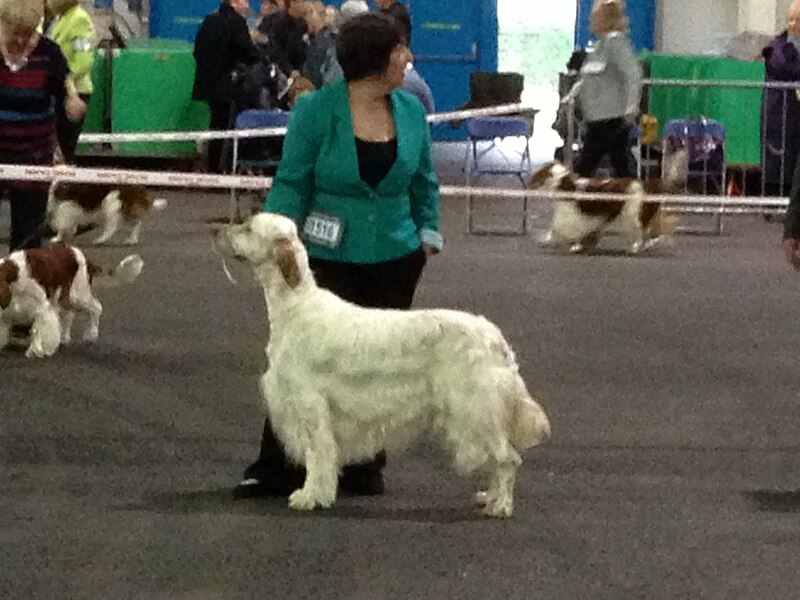 File:English Setter 01.jpg