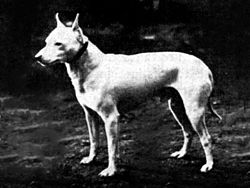 English White Terrier 1890.jpg