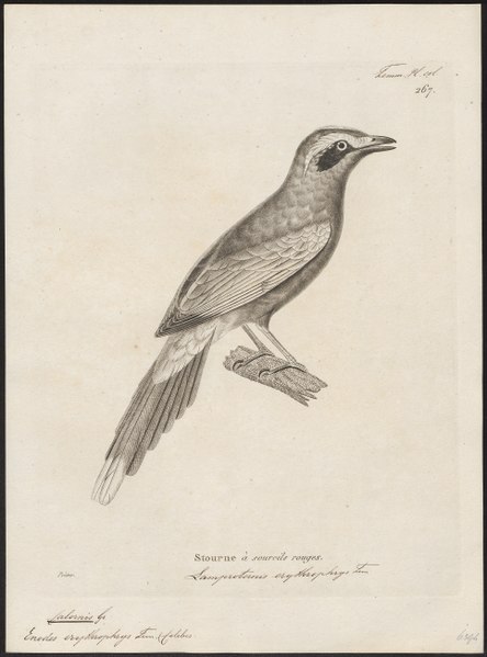 File:Enodes erythrophrys - 1700-1880 - Print - Iconographia Zoologica - Special Collections University of Amsterdam - UBA01 IZ15800165.tif