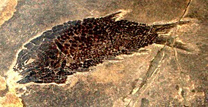 Eoeugnathus megalepis, a representative of the Halecomorphi from the middle Triassic of the Alps.