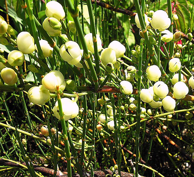 File:Ephedra frustillata (8442599050).jpg