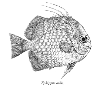 <i>Ephippus</i> (fish) Genus of fishes