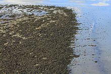 Large numbers of alkali flies at Mono Lake