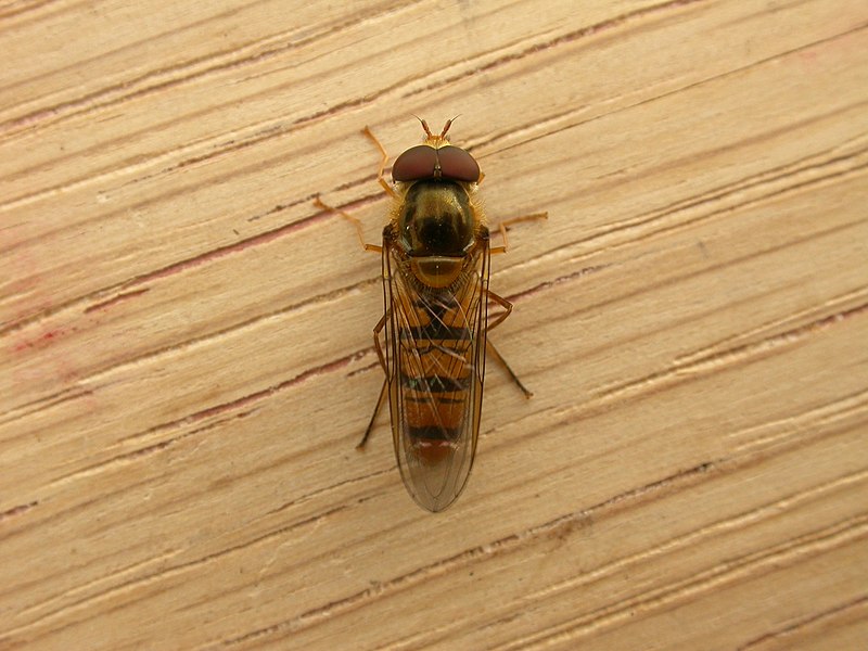 File:Episyrphus balteatus (7570186704).jpg