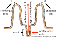 Proliferative stem cells residing at the base of the intestinal glands produce new epithelial cells which migrate upwards and out of the crypt. Eventually, they are shed into the intestinal lumen Epithelial cell migration.tif