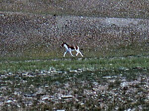 List Of Mammals Of China