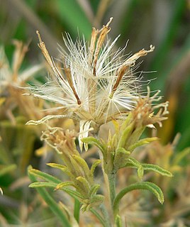 <i>Ericameria parryi</i> species of plant