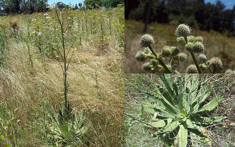 File:Eryngium serra.jpg