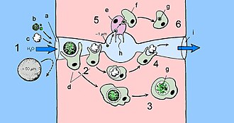 Processus de nutrition par filtration de l'eau d'une éponge syconoïde ou leuconoïde (a : pore inhalant ; b : particule organique ; c : particule inorganique ; d et f : amibocyte (phagocyte) ; e : choanocyte ; g : vacuole digestive ; h : corbeille vibratile ; i : pore exhalant).