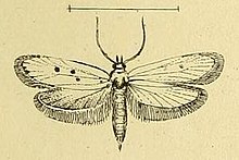 Ethmia quadrinotella.JPG