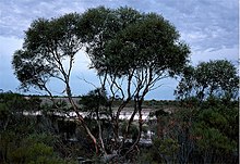 Eucalyptus halophila.jpg