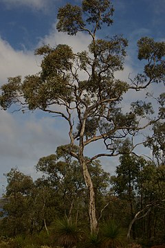 Description de l'image Eucalyptus wandoo gnangarra.JPG.
