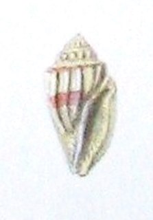 <i>Eucithara gibbosa</i> Species of gastropod