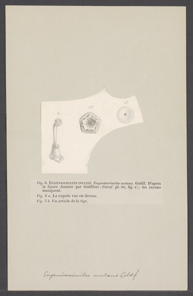 File:Eugeniocrinites nutans - - Print - Iconographia Zoologica - Special Collections University of Amsterdam - UBAINV0274 007 02 0072.tif