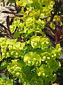 Euphorbia amygdaloides Purpurea02.jpg