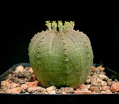 Euphorbia obesa obesa3 ies.jpg