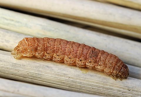 An Euplectrus sp. clutch on a Noctuidae caterpillar. (2010-04-24)