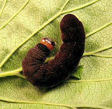 Eupsilia sp., caterpillar, final instar Eupsilia final instar.jpg